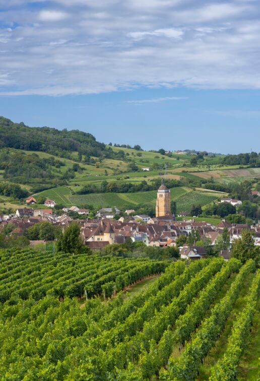 Vue des vignes depuis le camping le Val d’Amour dans le Jura entre Dole et Arbois