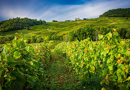 Die Weinberge von Château-Chalon